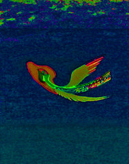 come fly with me