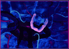 they are here