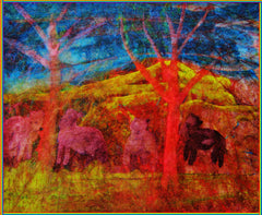 z country sheep