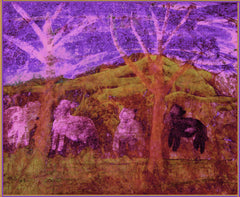 z country sheep