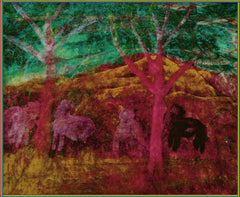 z country sheep