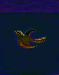 come fly with me