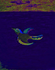 come fly with me