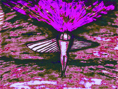 come fly with me