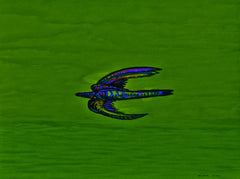 calling of the birds